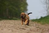 TOSA INU 387